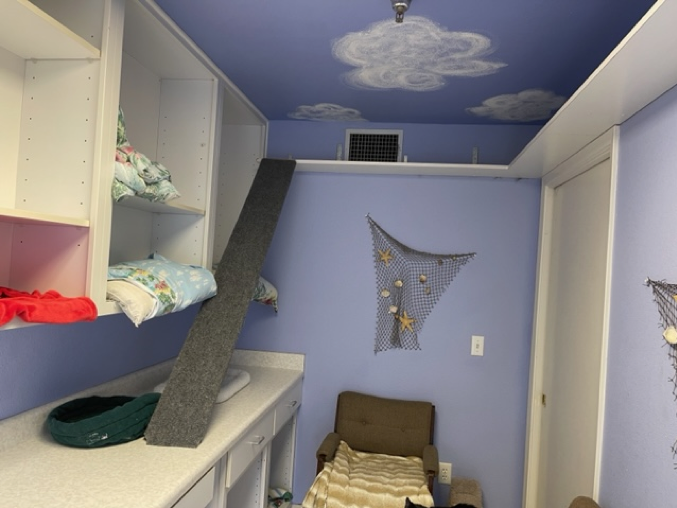 Boarding in San Antonio, TX Alamo Feline Health Center