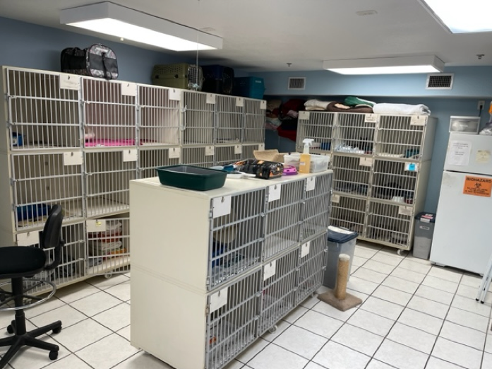 Boarding in San Antonio, TX Alamo Feline Health Center